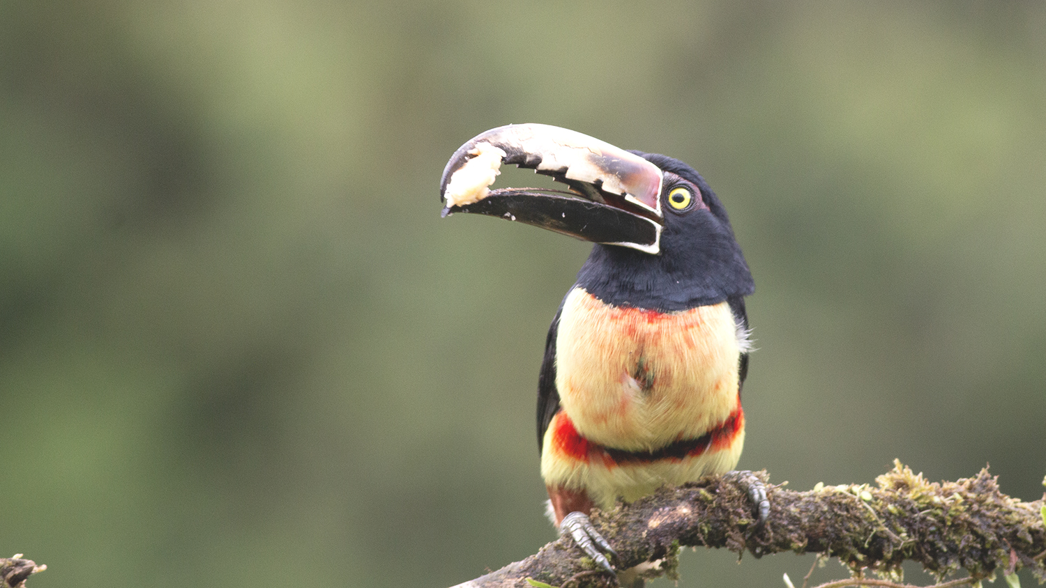 Collared Aracari